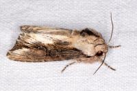 Egira conspicillaris