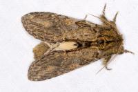 Peridea anceps