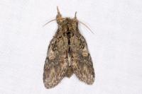 Peridea anceps