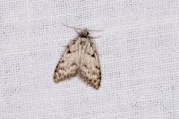 Nola cicatricalis
