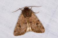 Orthosia incerta