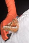 Selenia tetralunaria