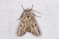 Lithophane ornitopus