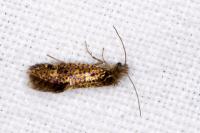 Dyseriocrania subpurpurella