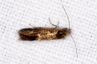 Dyseriocrania subpurpurella