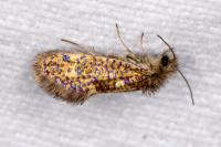 Dyseriocrania subpurpurella