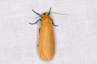 Wittia sororcula