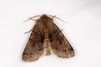 Orthosia incerta