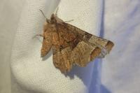 Selenia lunularia