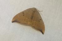 Watsonalla binaria