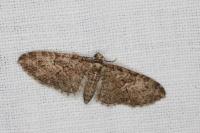 Eupithecia abbreviata