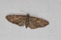 Eupithecia abbreviata