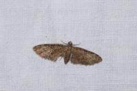 Eupithecia abbreviata