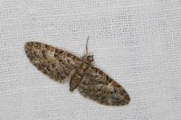 Eupithecia dodoneata