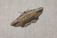 Menophra abruptaria