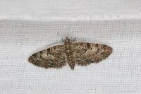 Eupithecia dodoneata