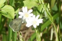 Leptidea sinapis