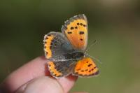 Lycaena phlaeas