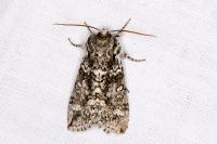 Polyploca ridens