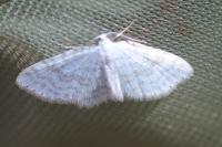 Asthena albulata