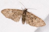Eupithecia abbreviata