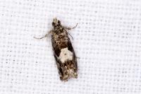 Pammene argyrana