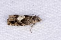 Pammene argyrana