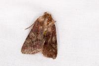 Cerastis leucographa