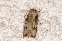 Agrotis puta