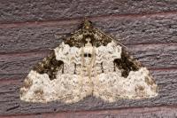 Xanthorhoe fluctuata