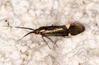 Esperia sulphurella