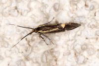 Esperia sulphurella