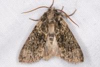 Polyploca ridens