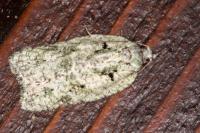 Acleris literana