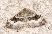 Epirrhoe alternata