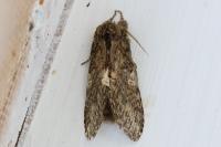 Peridea anceps