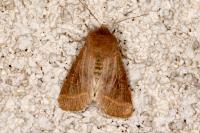 Orthosia cerasi
