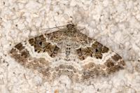 Epirrhoe alternata