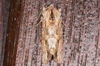 Egira conspicillaris