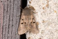 Orthosia gothica