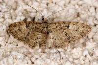 Eupithecia dodoneata