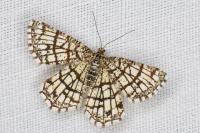 Chiasmia clathrata