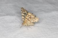 Chiasmia clathrata