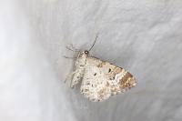 Epirrhoe alternata