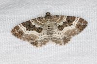 Epirrhoe alternata