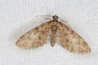 Eupithecia abbreviata