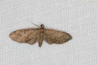 Eupithecia abbreviata