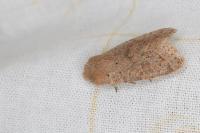 Orthosia cerasi