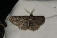 Cleora cinctaria