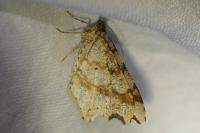 Macaria alternata